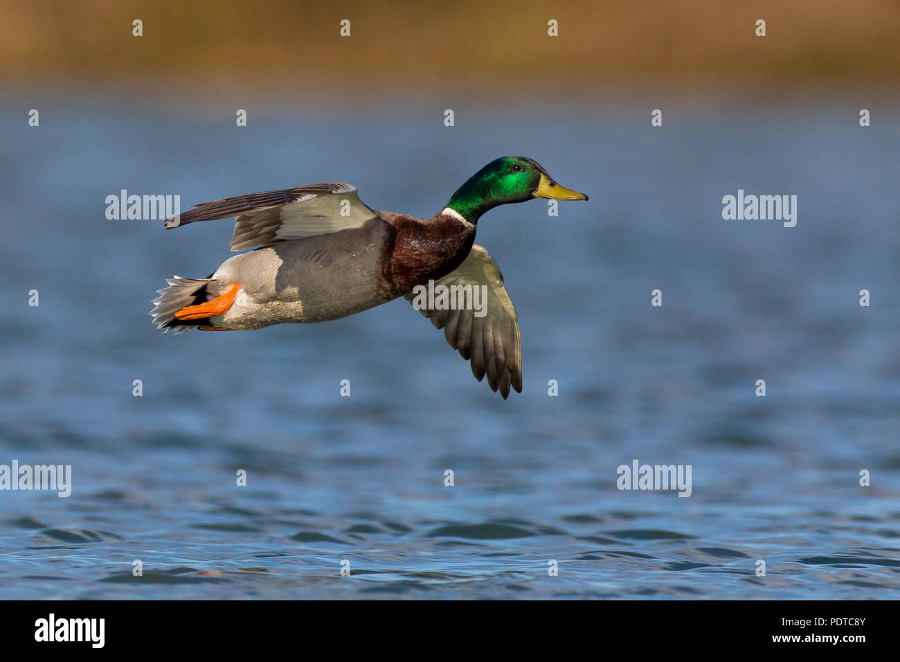 Il Germano Reale maschio battenti Foto Stock