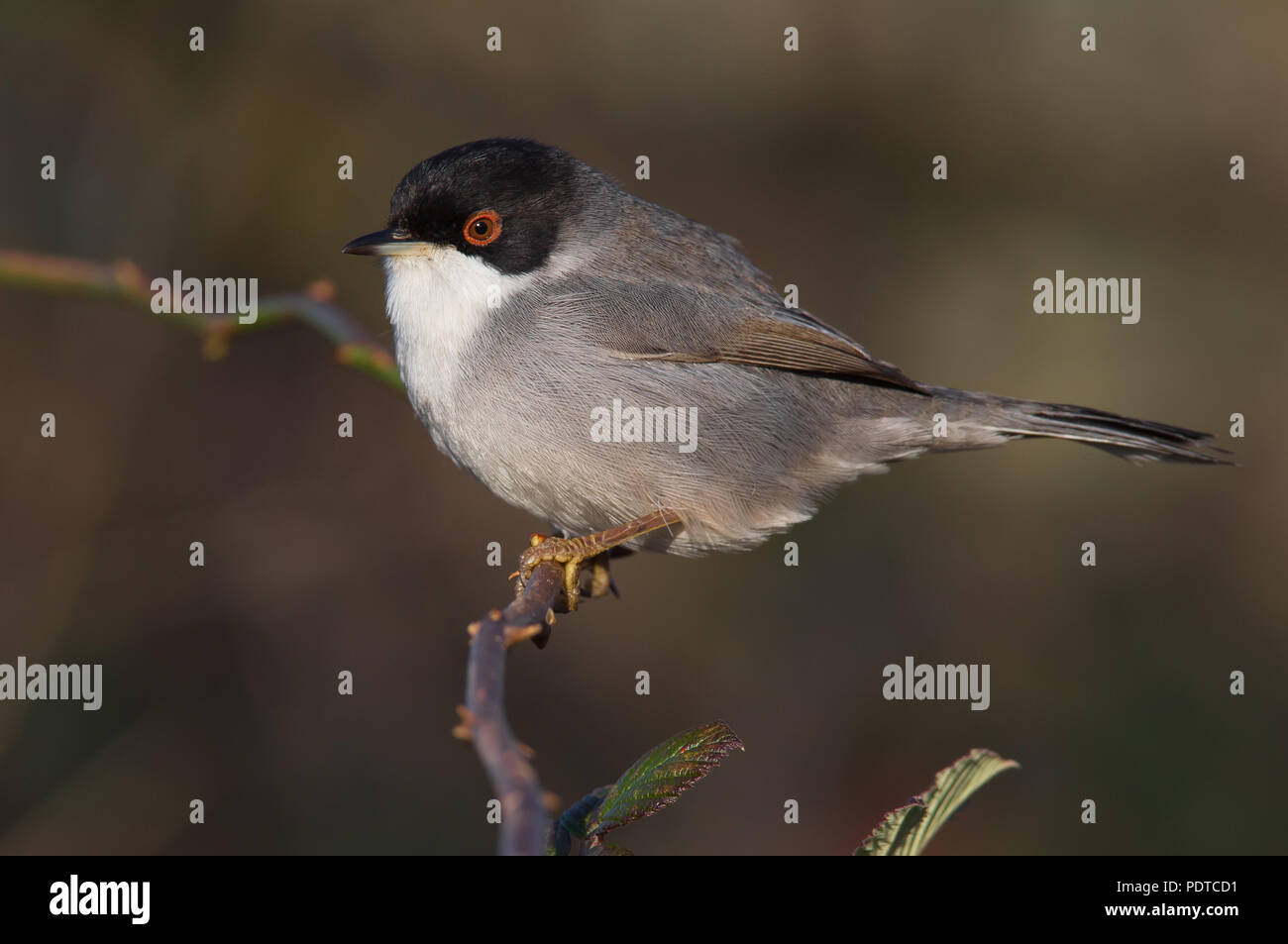 Maschio Trillo sardo Foto Stock