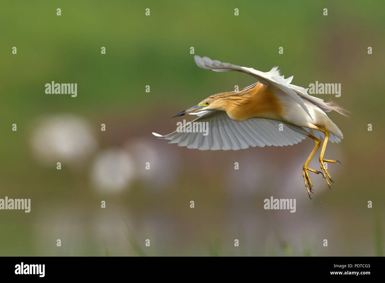 Riproduttori adulti piumaggio Sgarza ciuffetto atterraggio con ali stese e piedi penzolanti Foto Stock