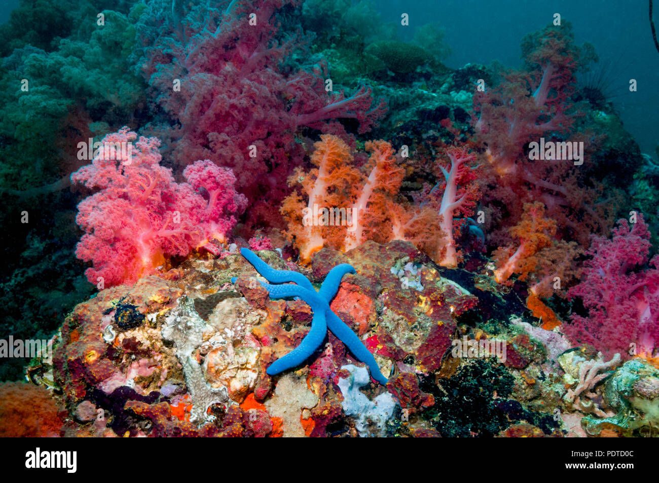 Blue starfish [Linckia laevigata]. Cebu, Malapascua Island, Filippine. Foto Stock