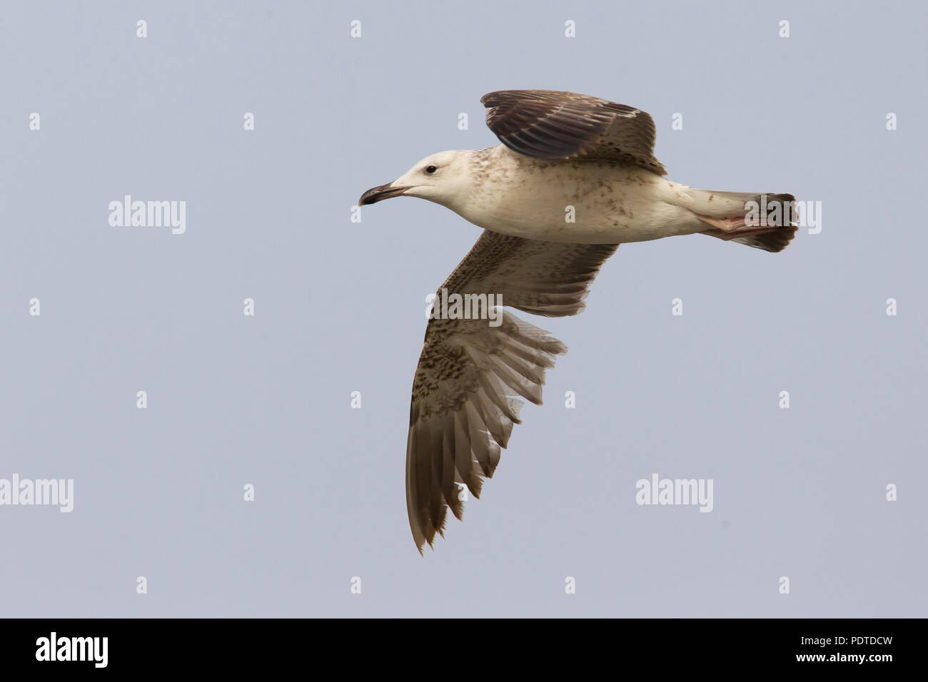 Caspian Gull: Larus cachinnans cachinnans Foto Stock