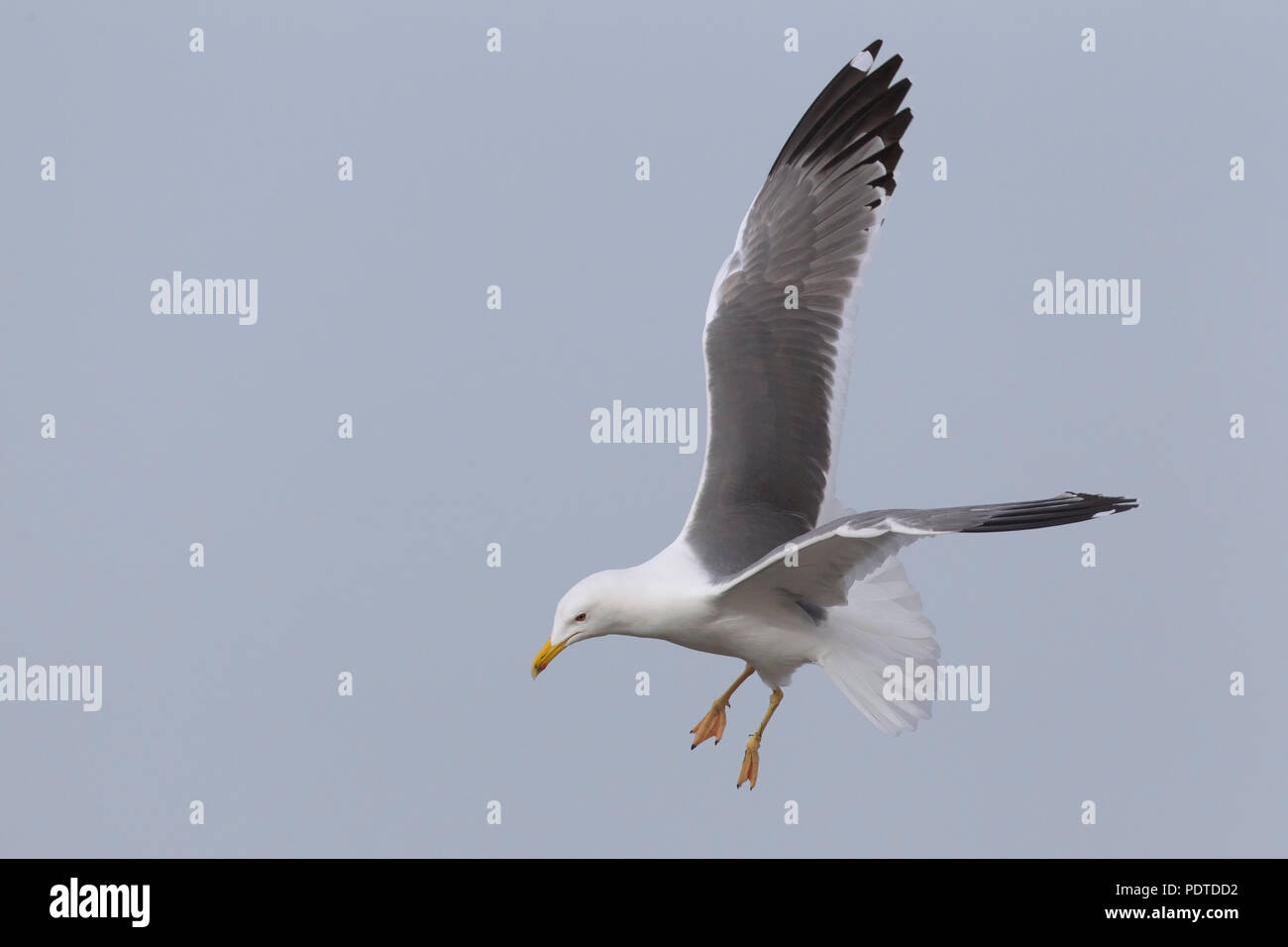 Flying steppa gabbiano (Larus cachinnans barabensis) Foto Stock