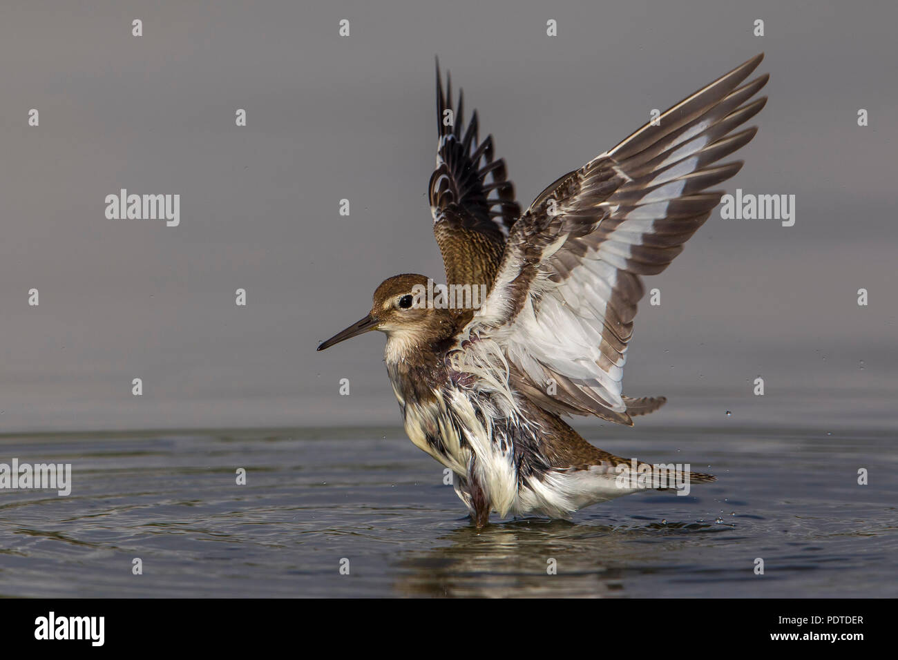 Sandpiper comune; Actitis hypoleucos Foto Stock