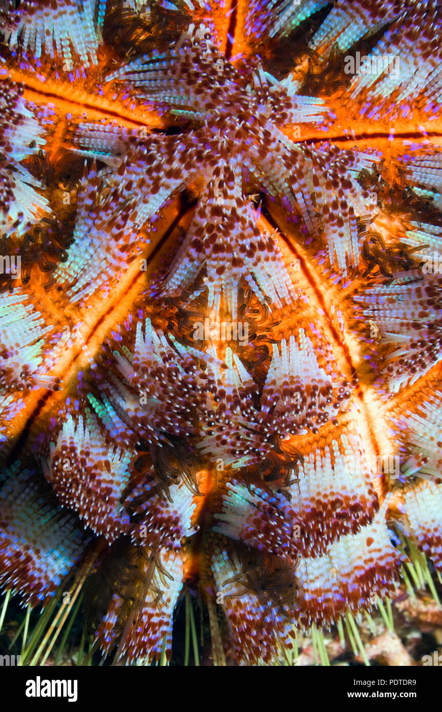 Fire urchin (Asthenosoma ijimai). Questo ricci di mare ha aculei velenosi ed è in grado di infliggere dolorose punture. Parco Nazionale di Komodo, Indonesia. (Digi Foto Stock