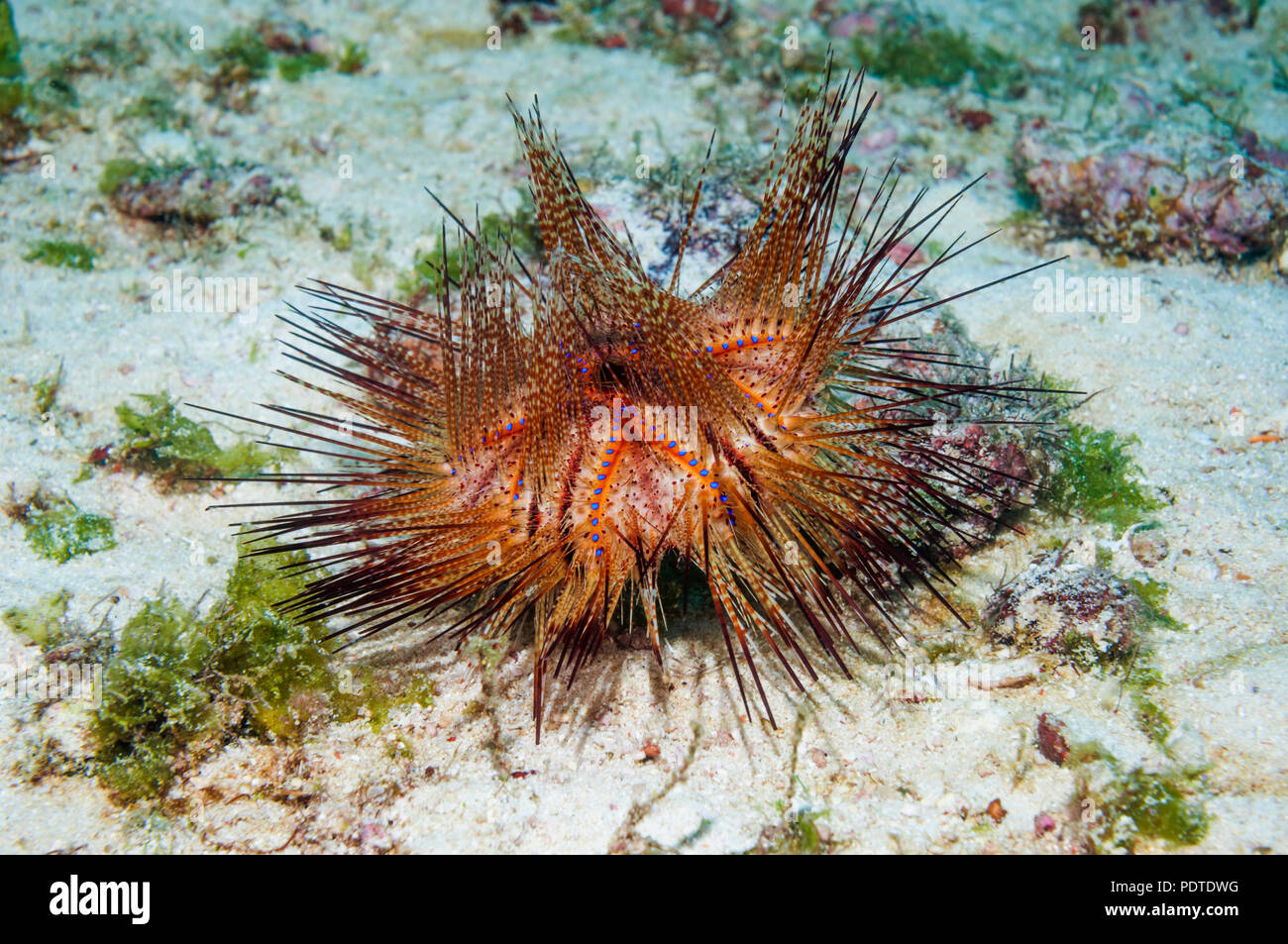 False fire urchin (Astropyga radiata). Cebu, Malapascua Island, Filippine. Foto Stock