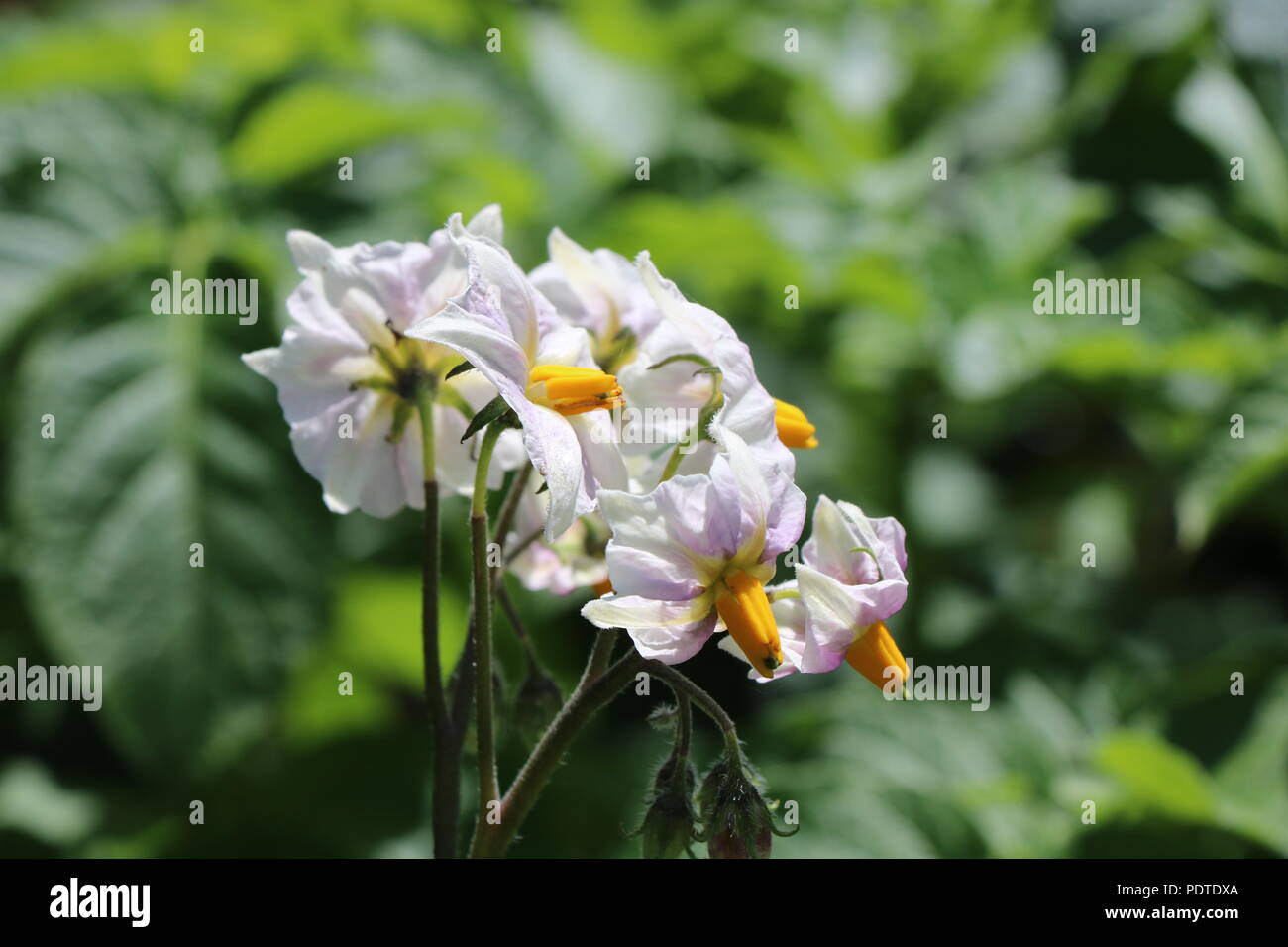 Fiori di patata, i fiori della pianta di patata. Foto Stock