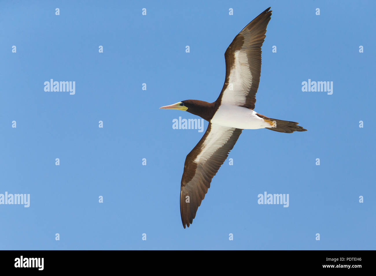 Brown Booby; Sula leucogaster Foto Stock