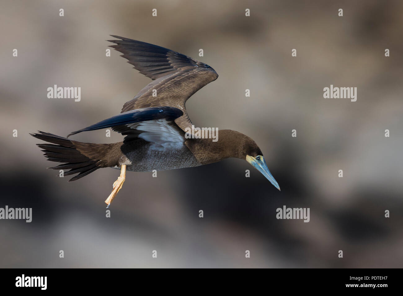 Brown Booby; Sula leucogaster Foto Stock