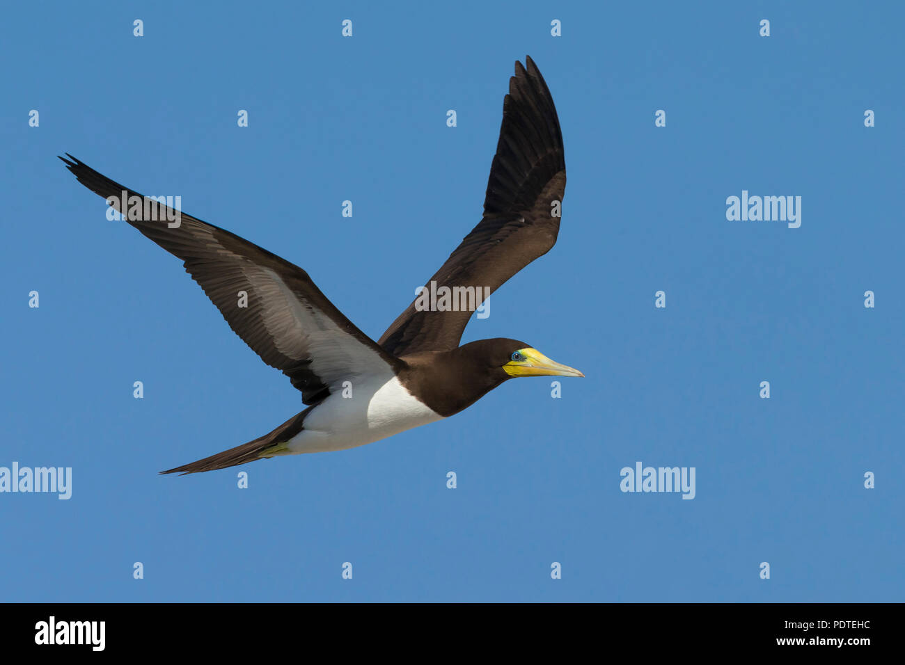 Brown Booby; Sula leucogaster Foto Stock