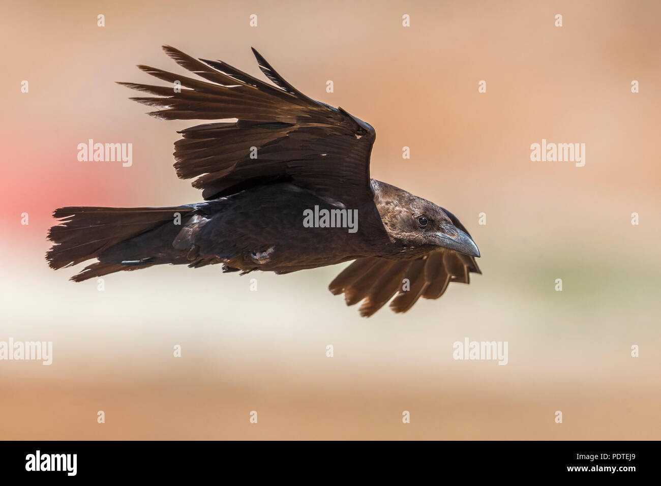 Marrone-colli; Raven Corvus ruficollis Foto Stock