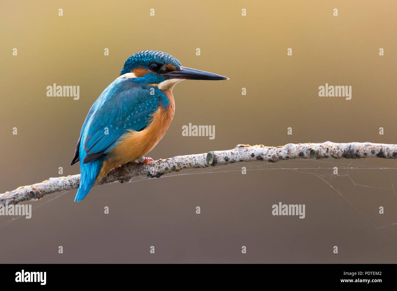 Kingfisher comune; Alcedo atthis Foto Stock