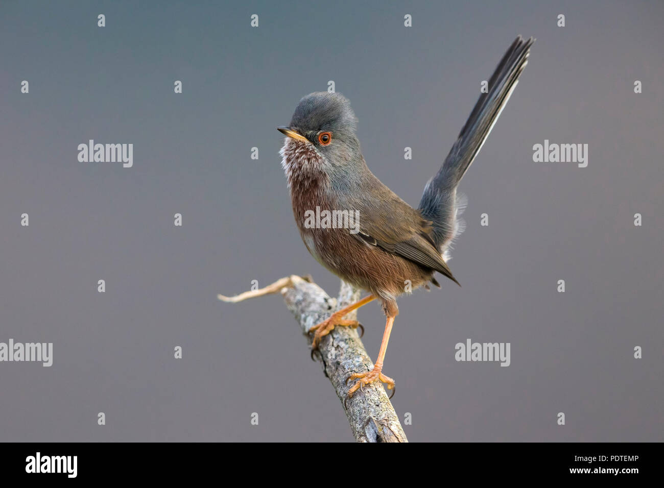 Dartford trillo; Sylvia undata Foto Stock