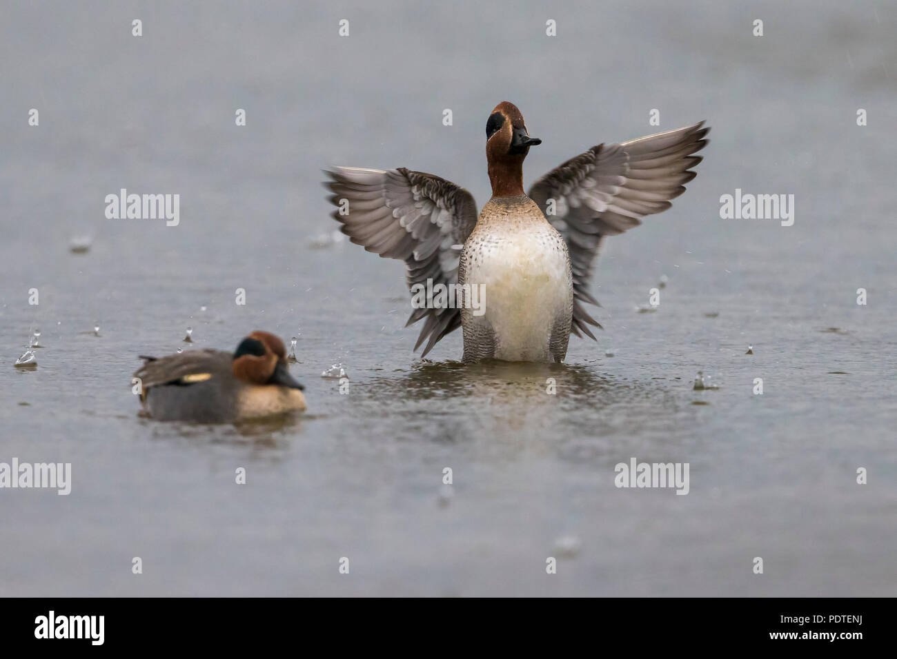 Eurasian Teal; Anas crecca Foto Stock