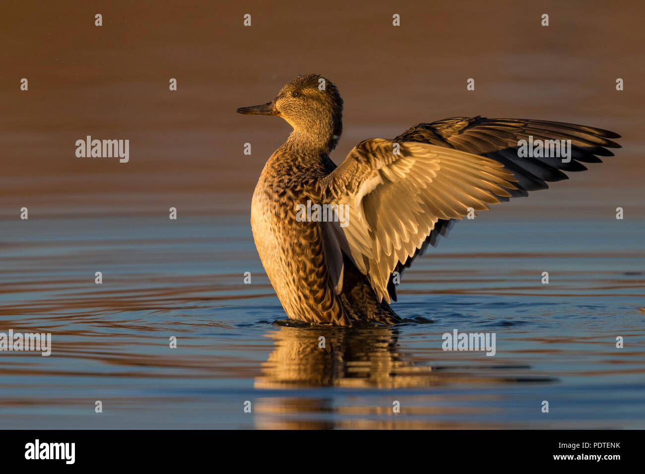 Eurasian Teal; Anas crecca Foto Stock