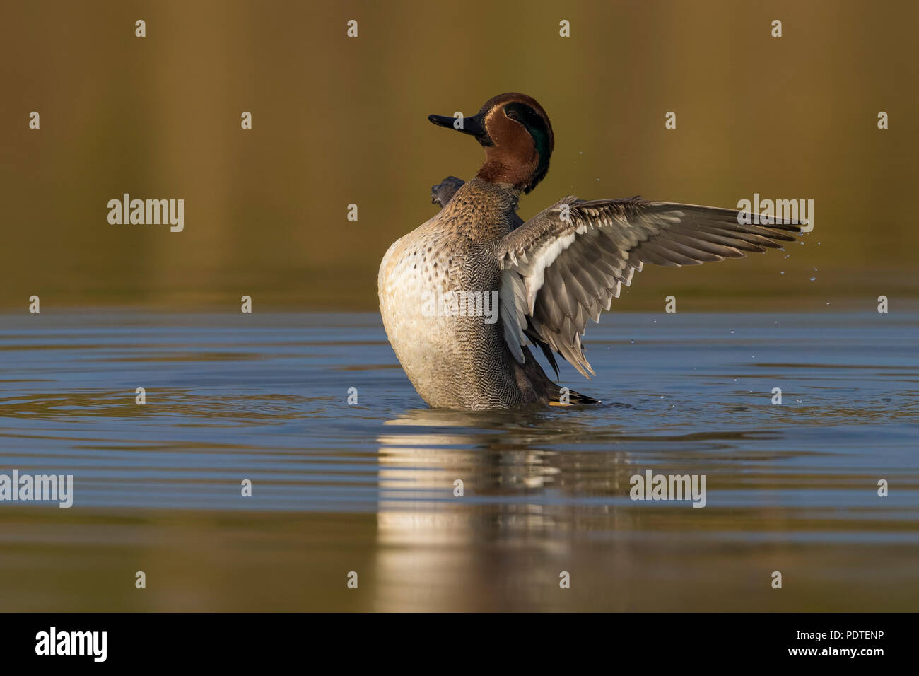 Eurasian Teal; Anas crecca Foto Stock