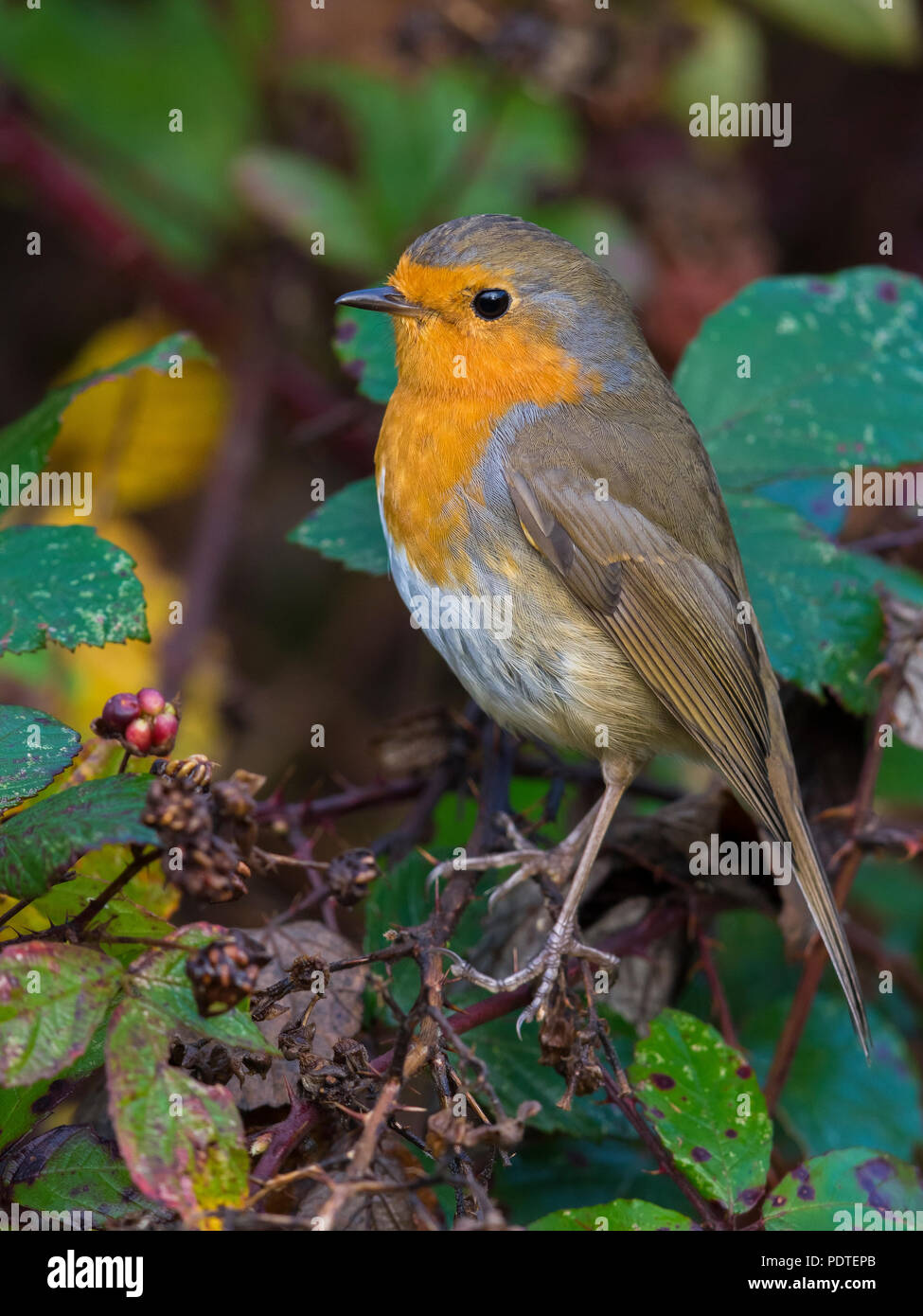 Robin europea; Erithacus rubecula Foto Stock