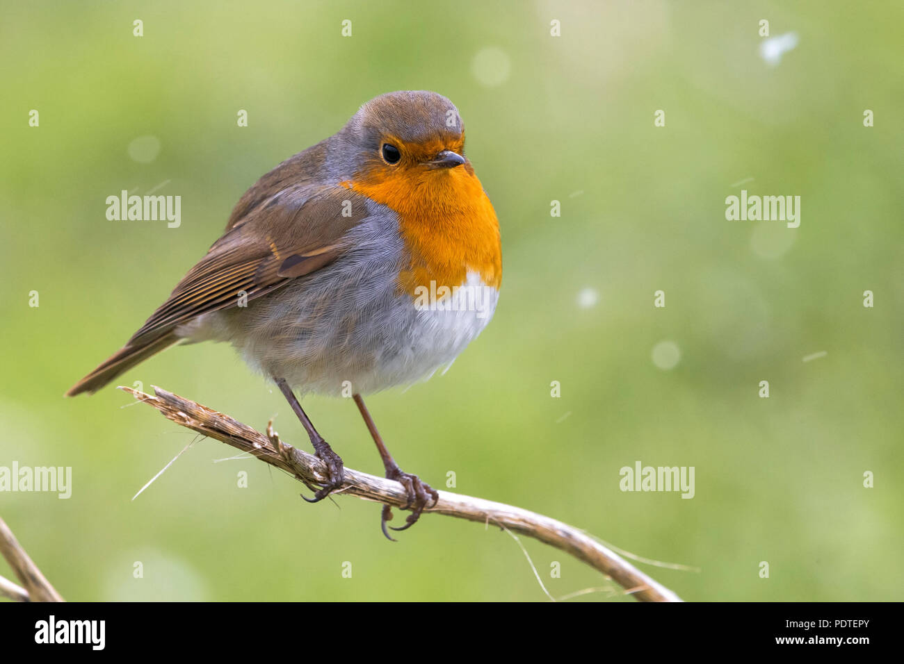 Robin europea; Erithacus rubecula Foto Stock Robin europea; Erithacus rubecula Foto Stock