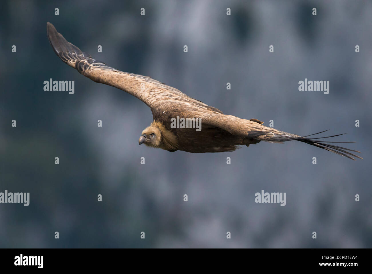 Flying avvoltoio; Gyps fulvus Foto Stock