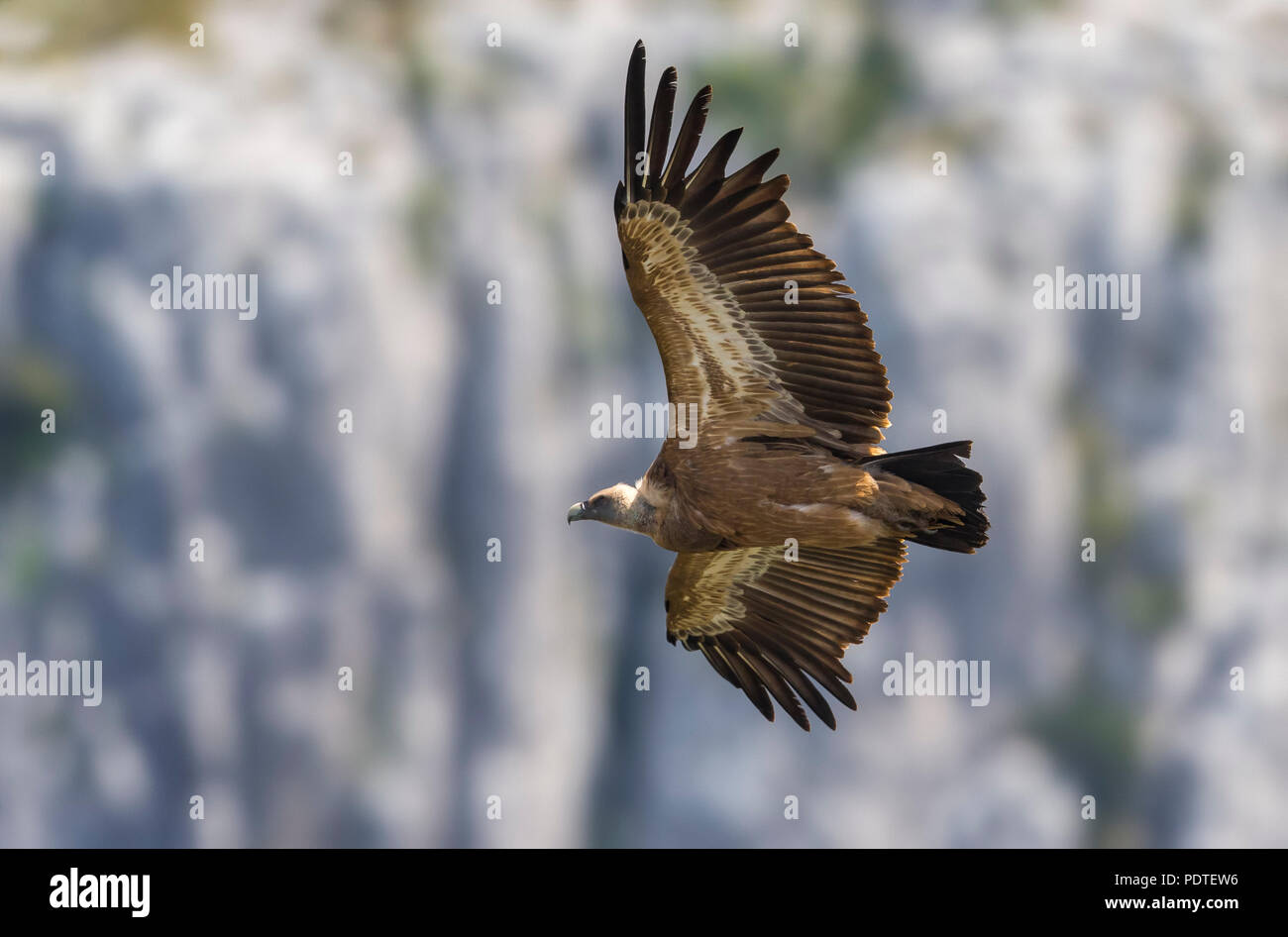 Flying avvoltoio; Gyps fulvus Foto Stock