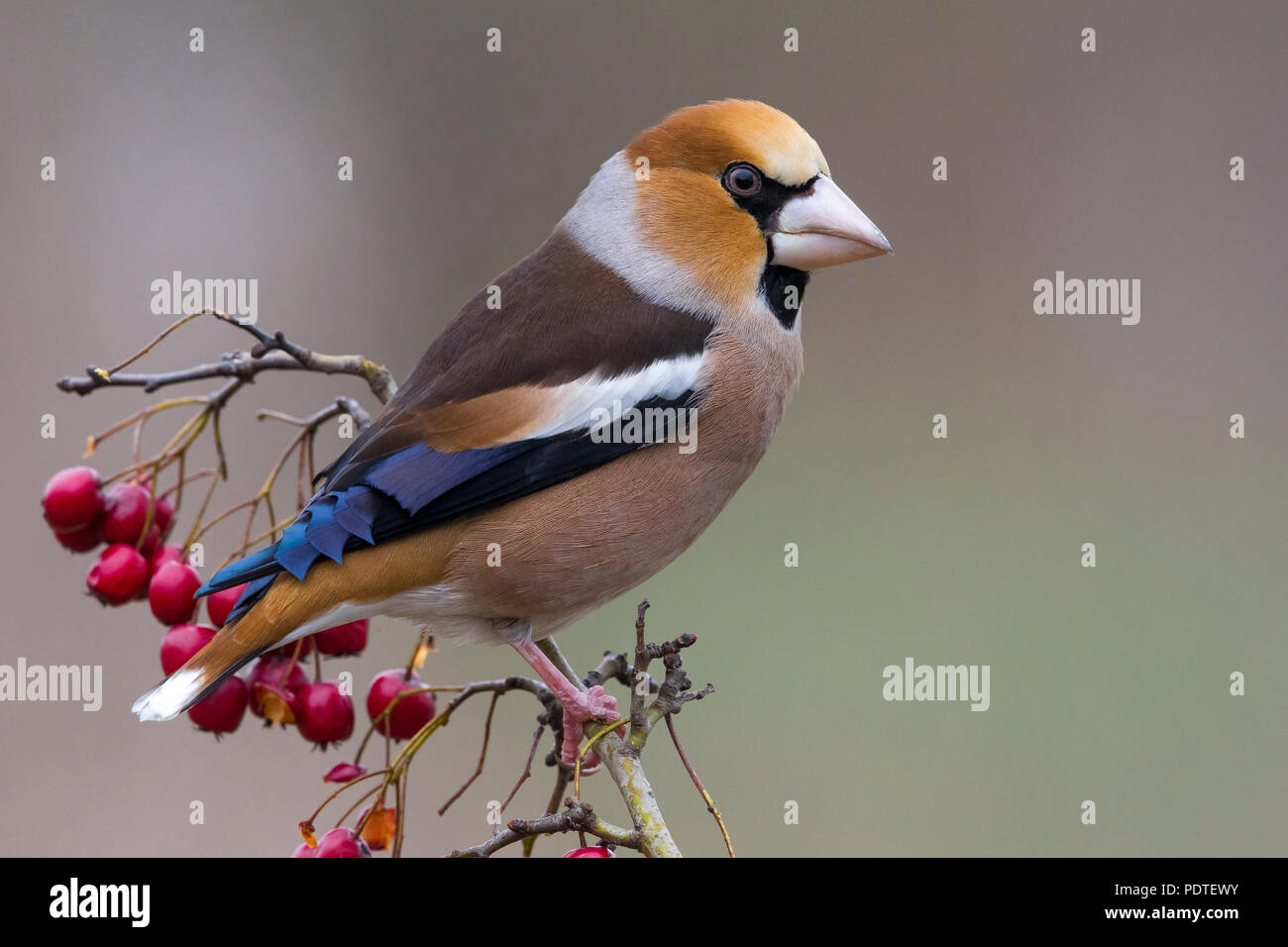 Hawfinch; Coccothraustes coccothraustes Foto Stock