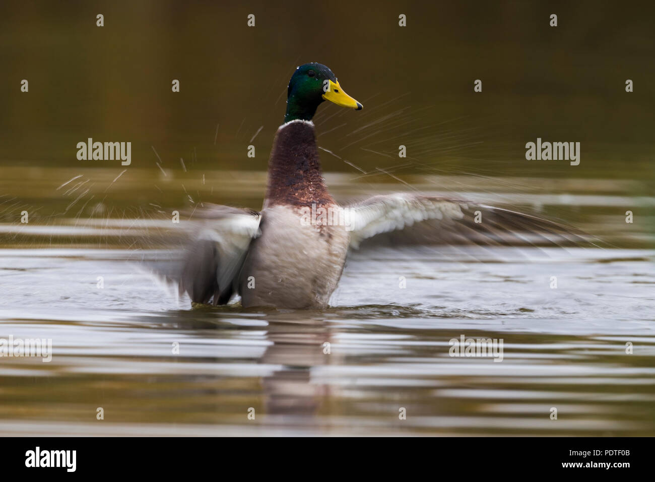 Mallard; Anas platyrhynchos Foto Stock