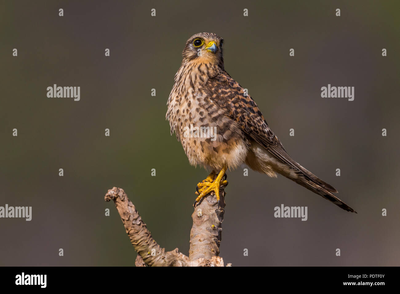 Trascurate; Gheppio Falco tinnunculus neglectus Foto Stock