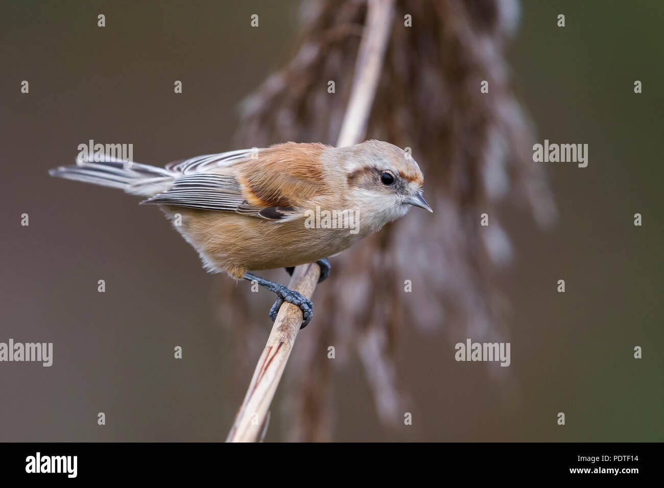 Penduline Tit; Remiz pendulinus Foto Stock