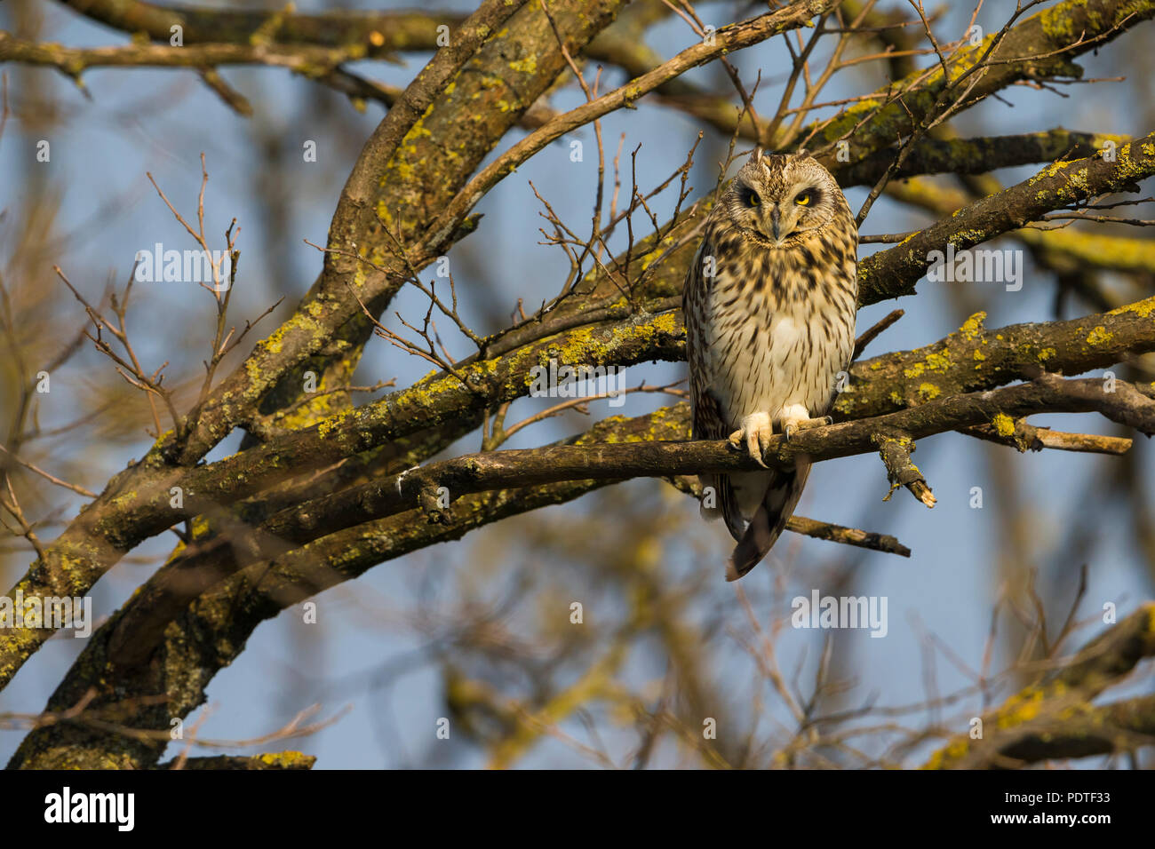 Corto-eared Owl; asio flammeus Foto Stock