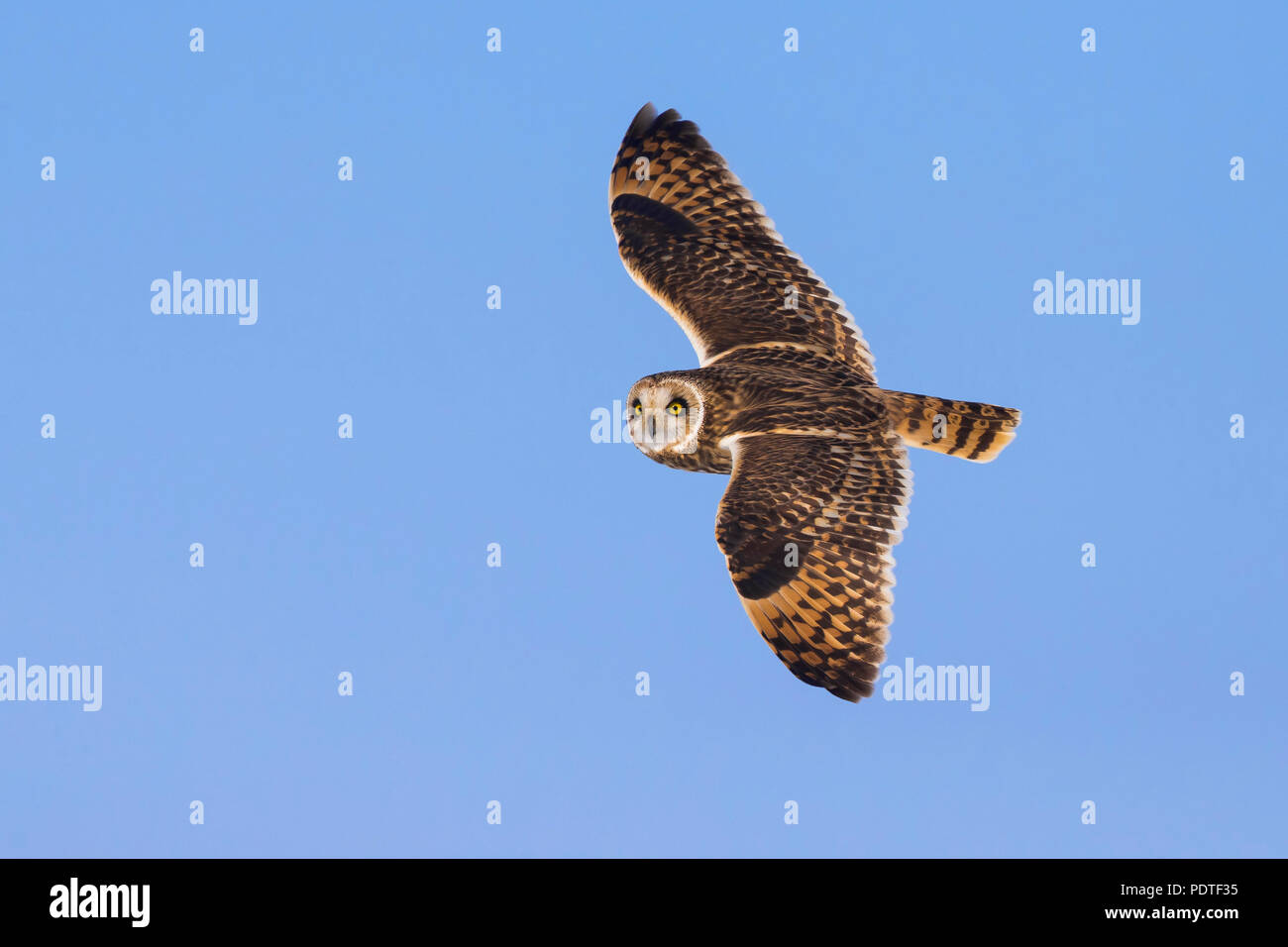 Corto-eared Owl; asio flammeus Foto Stock