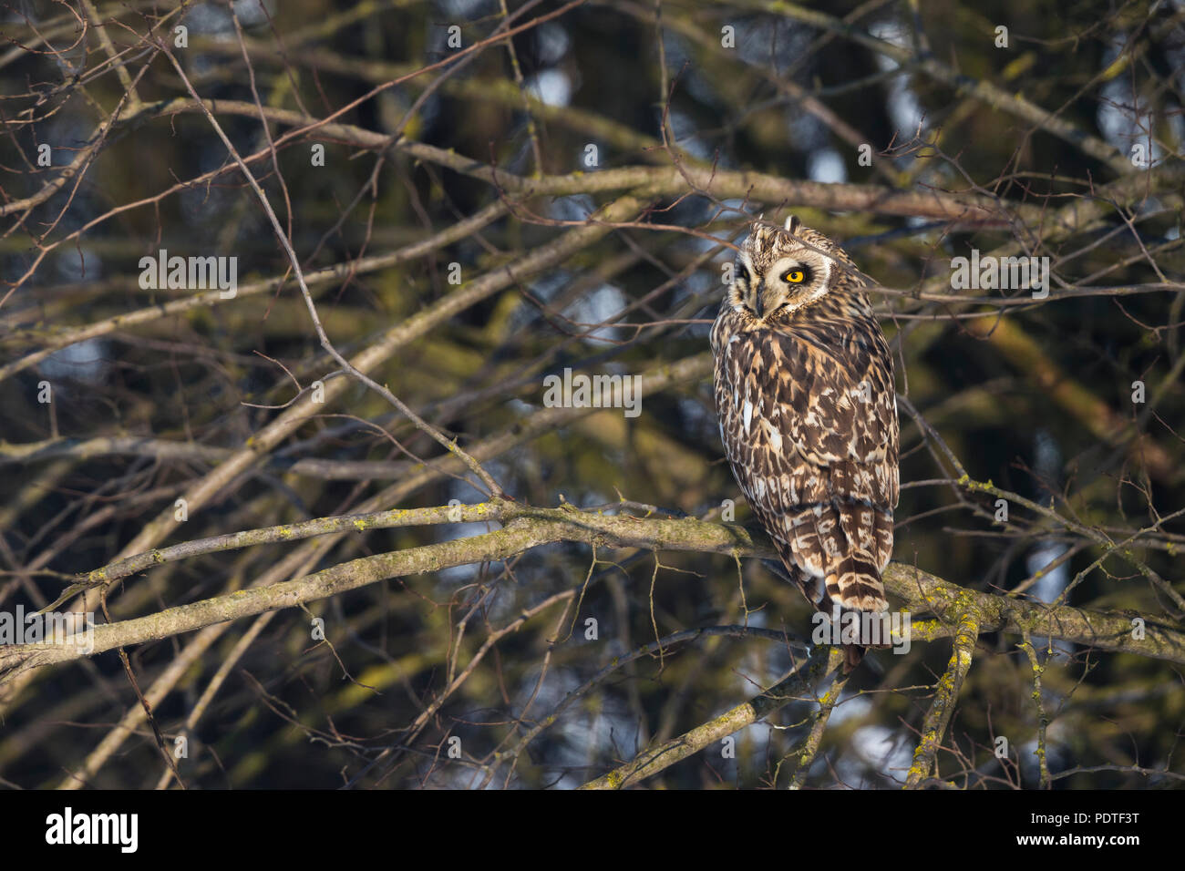 Corto-eared Owl; asio flammeus Foto Stock