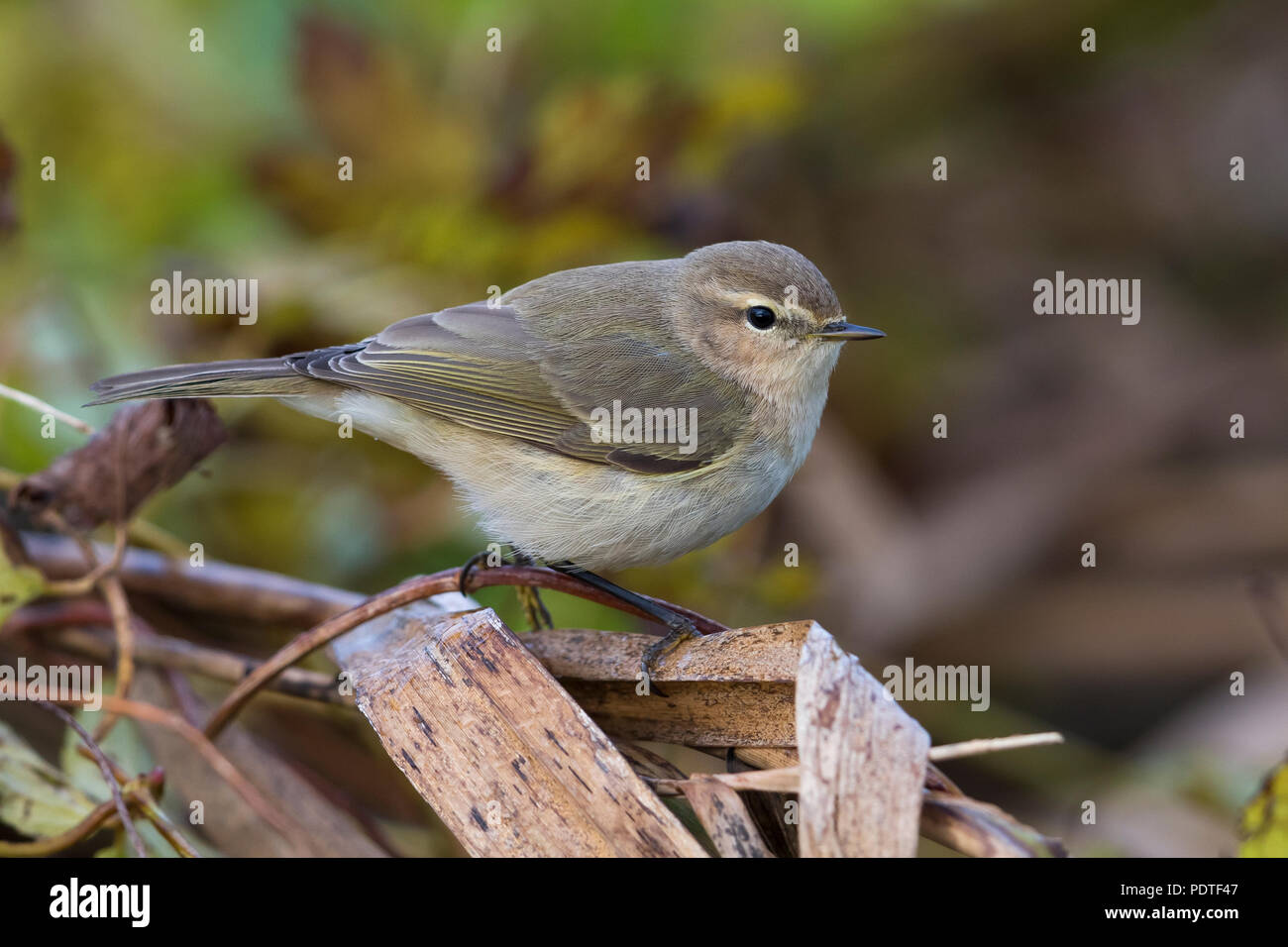 Siberian Chiffchaff; Phylloscopus collybita tristis Foto Stock