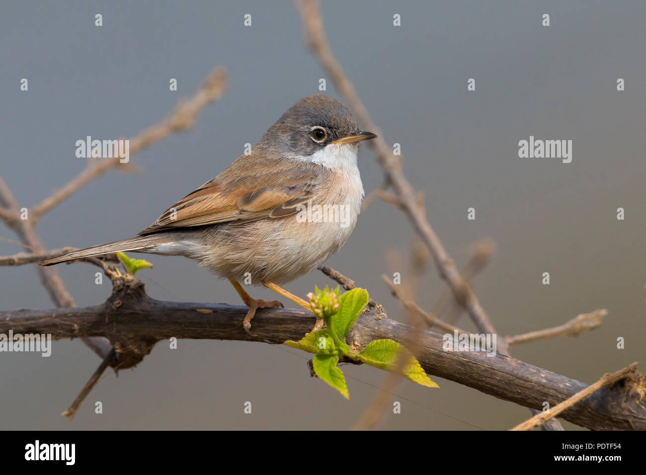 Capo Verde Spectacled trillo; Sylvia conspicillata orbitalis Foto Stock