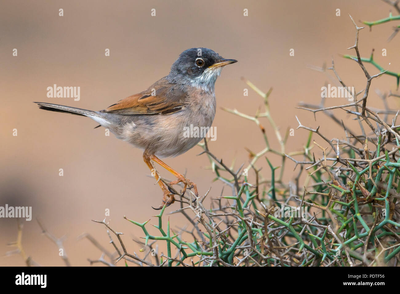 Capo Verde Spectacled trillo; Sylvia conspicillata orbitalis Foto Stock