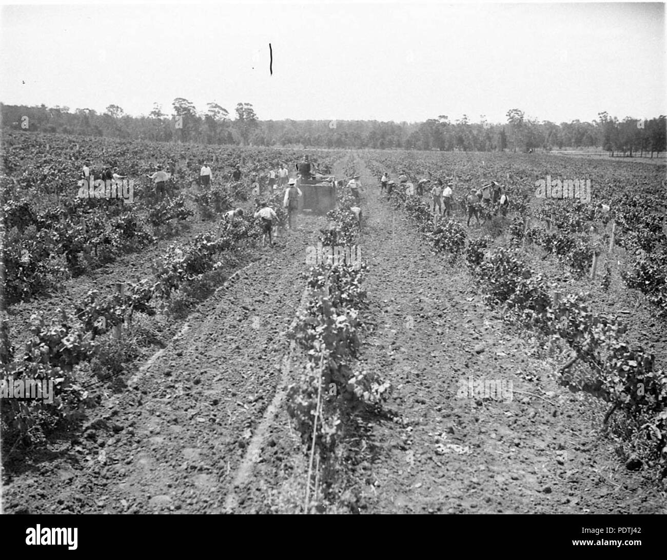 176 7969 SLNSW scena generale della vigna che mostra i raccoglitori a lavoro Foto Stock