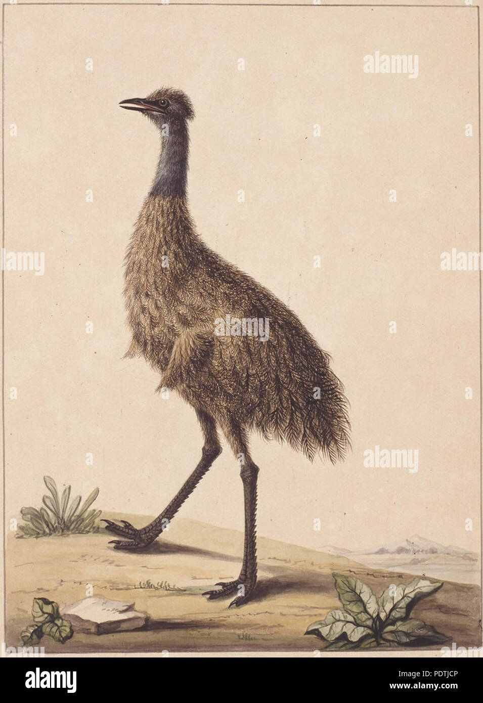 177 SLNSW 797147 f 07 New Holland Casuario Foto Stock