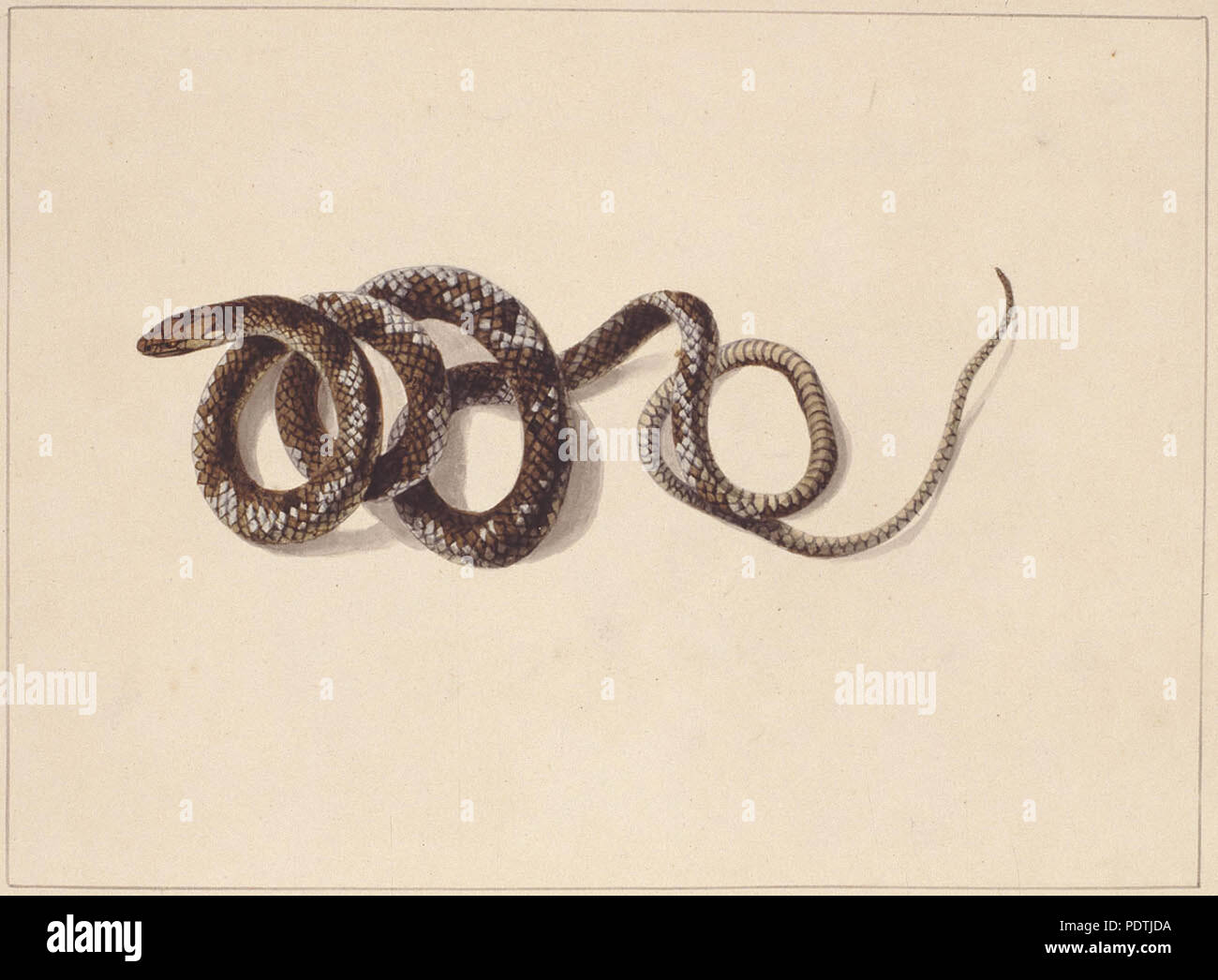 Tabellone di gioco del serpente immagini e fotografie stock ad alta  risoluzione - Alamy