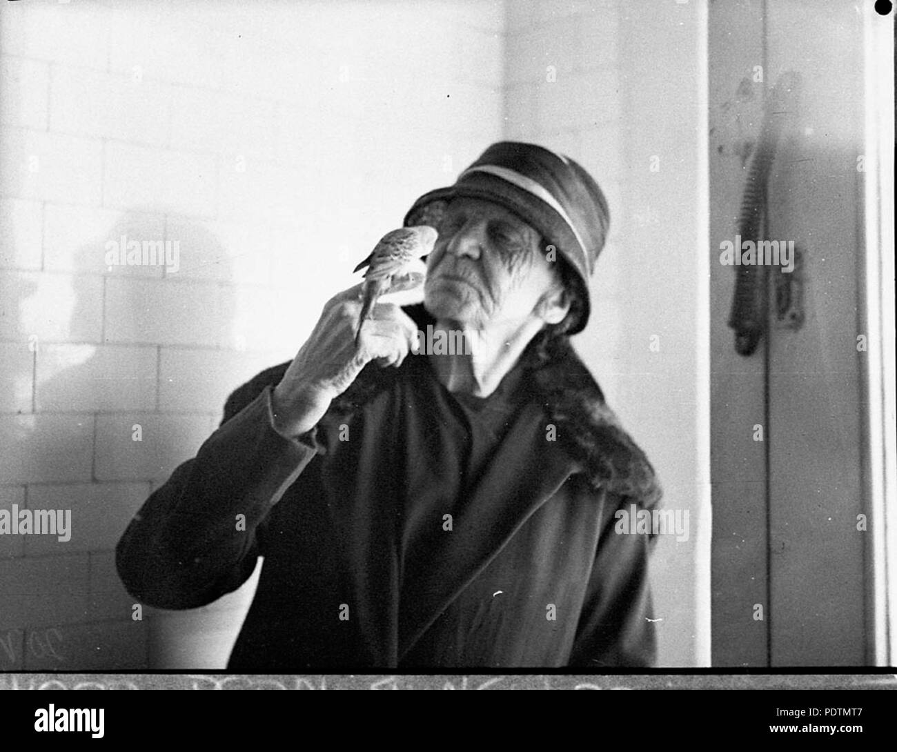 190 SLNSW Lovebird 85569 Foto Stock