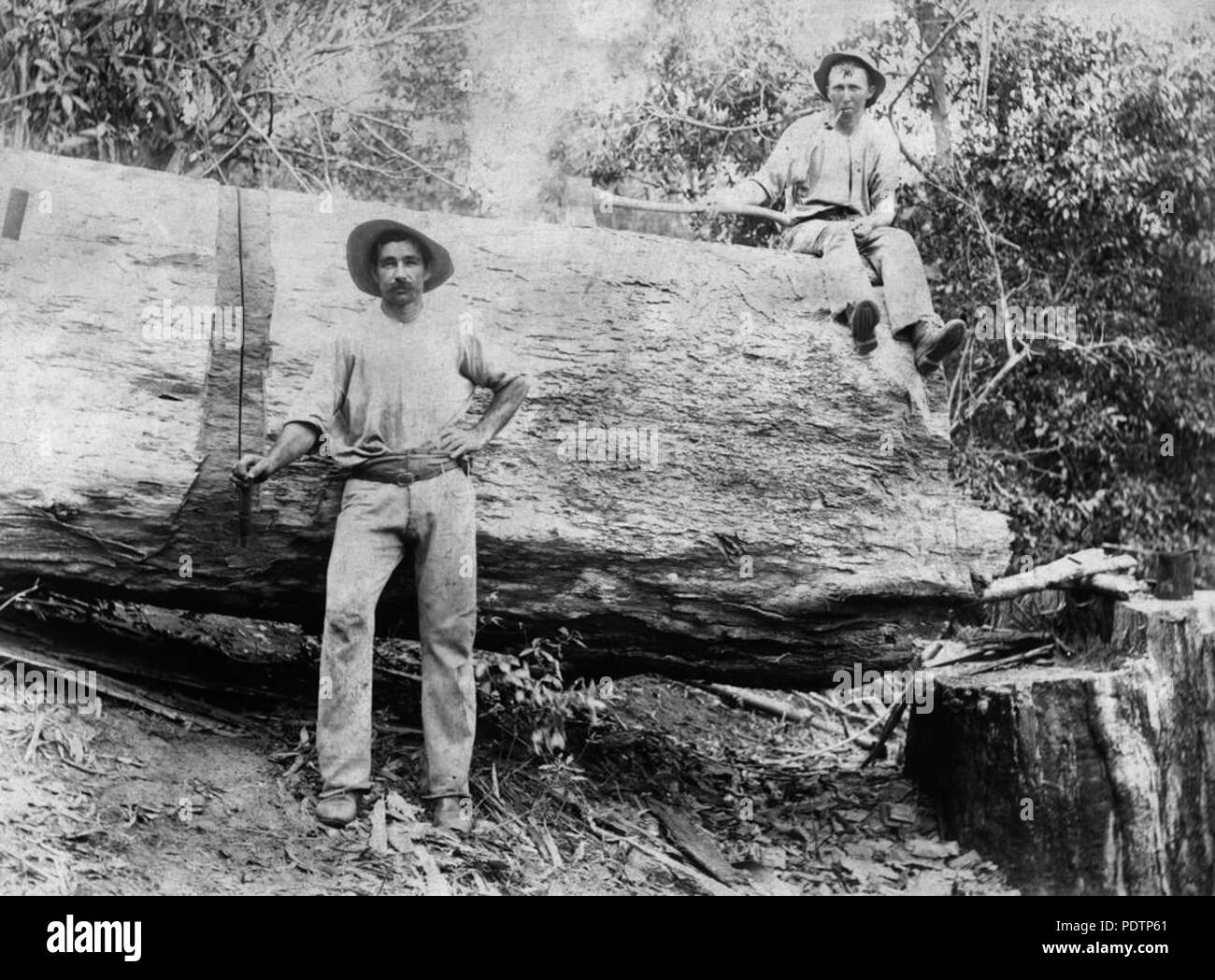 197 StateLibQld 1 100192 Foto Stock