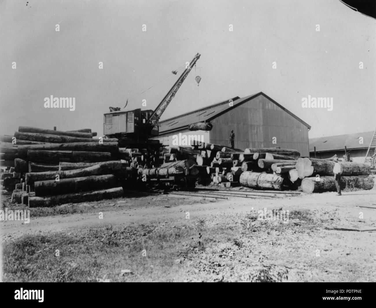 199 StateLibQld 1 101996 Gru operanti nei cantieri di Cairns Timber Ltd, ca. 1926 Foto Stock