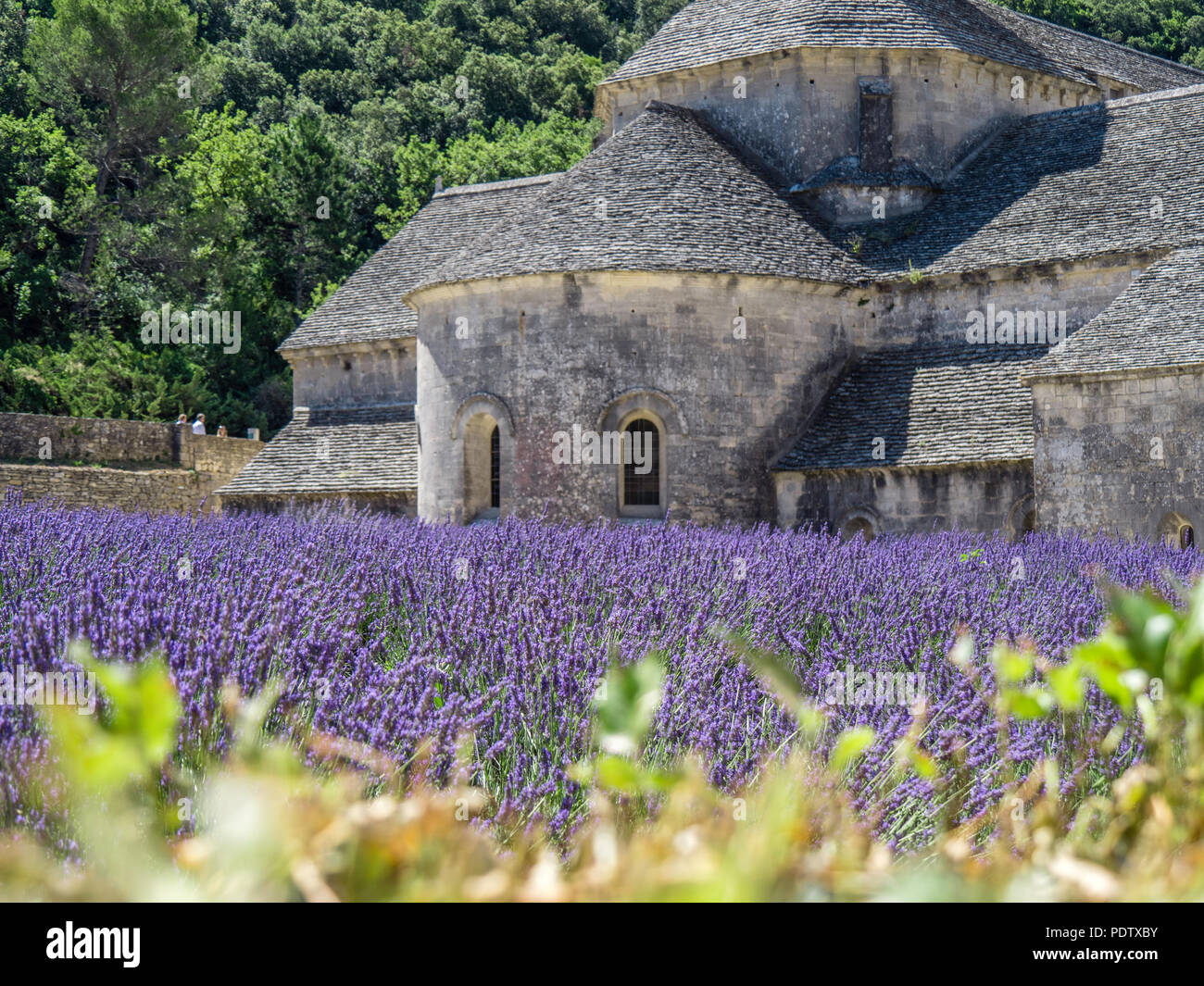 La piena fioritura del campo di lavanda in Provenza, nel sud della Francia Foto Stock