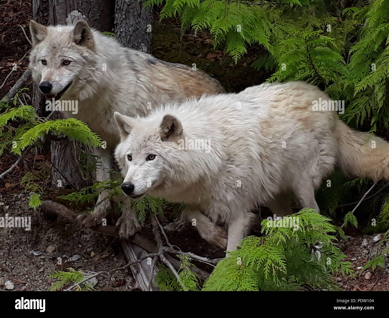 Lupi in Golden della Columbia britannica in Canada Foto Stock