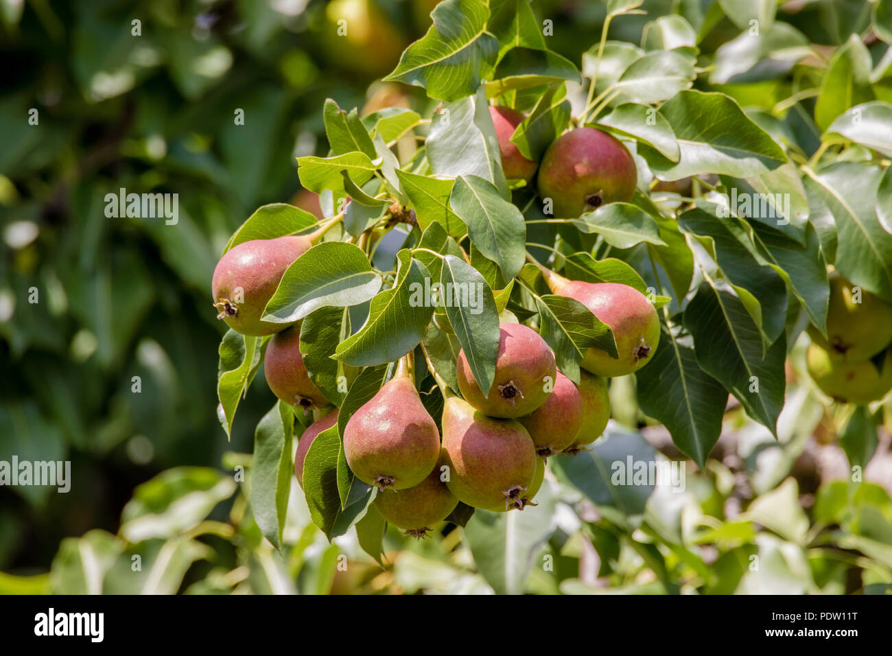 Una immagine di una maturazione pera rossa su un albero nel giardino Foto Stock
