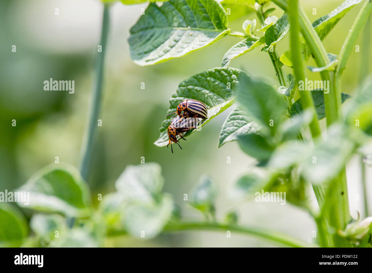 L'immagine di due coleotteri Colorado seduto su una verde foglia di patate Foto Stock