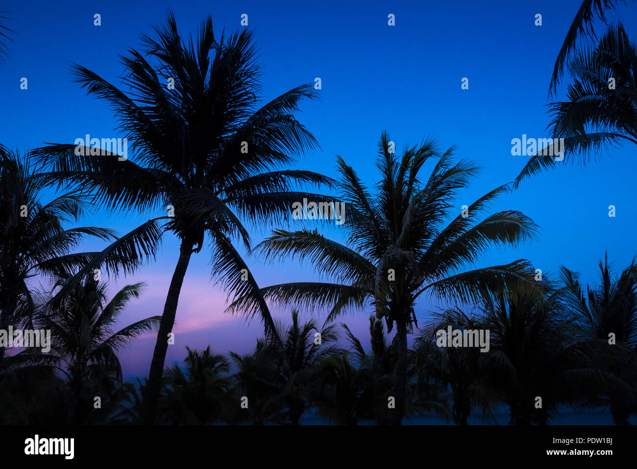 Stagliano Palme al tramonto Foto Stock