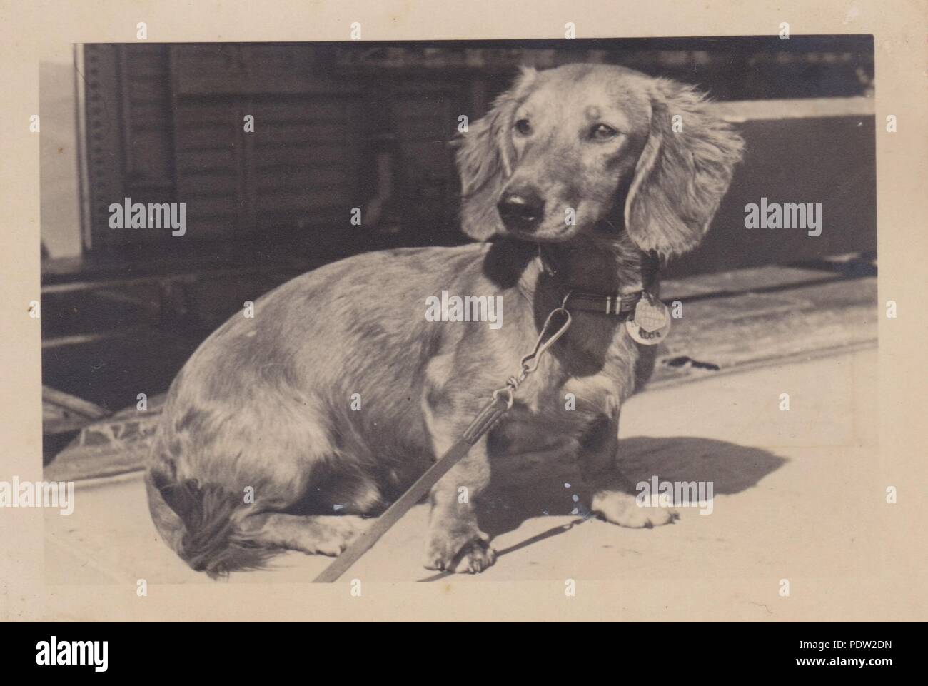 Immagine da l'album fotografico di Oberfeldwebel Karl Gendner di 1. Staffel, Kampfgeschwader 40: La lunga hared dachsund 'Staffelhund' mascotte del 3./KG zbV 9 durante la campagna di Polonia nel settembre 1939. Il cane si presentava come il tema dell'unità badge, portato sul naso del suo Junkers Ju 5s/3m velivoli da trasporto. Foto Stock