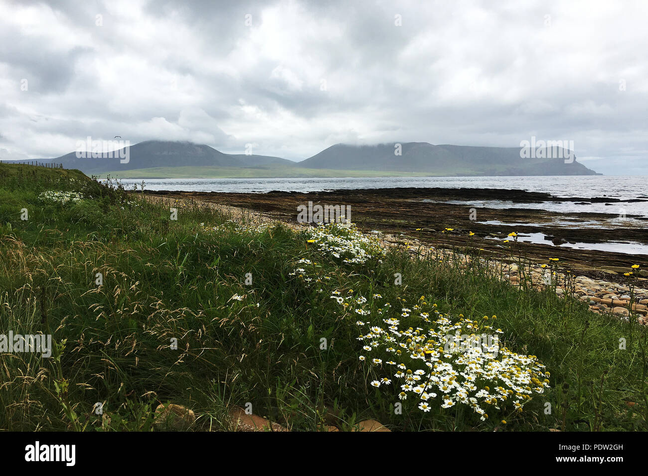 Warbeth baia guardando verso Hoy nelle Orkney con fiori Foto Stock