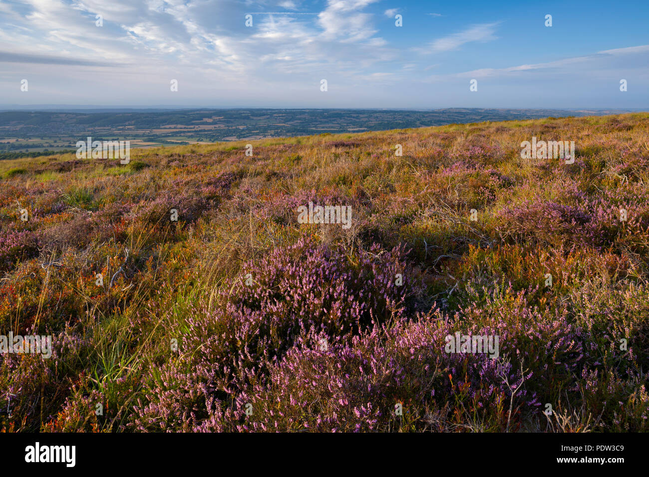 Heather on Black Down nel Mendip Hills National Landscape, Somerset, Inghilterra. Foto Stock