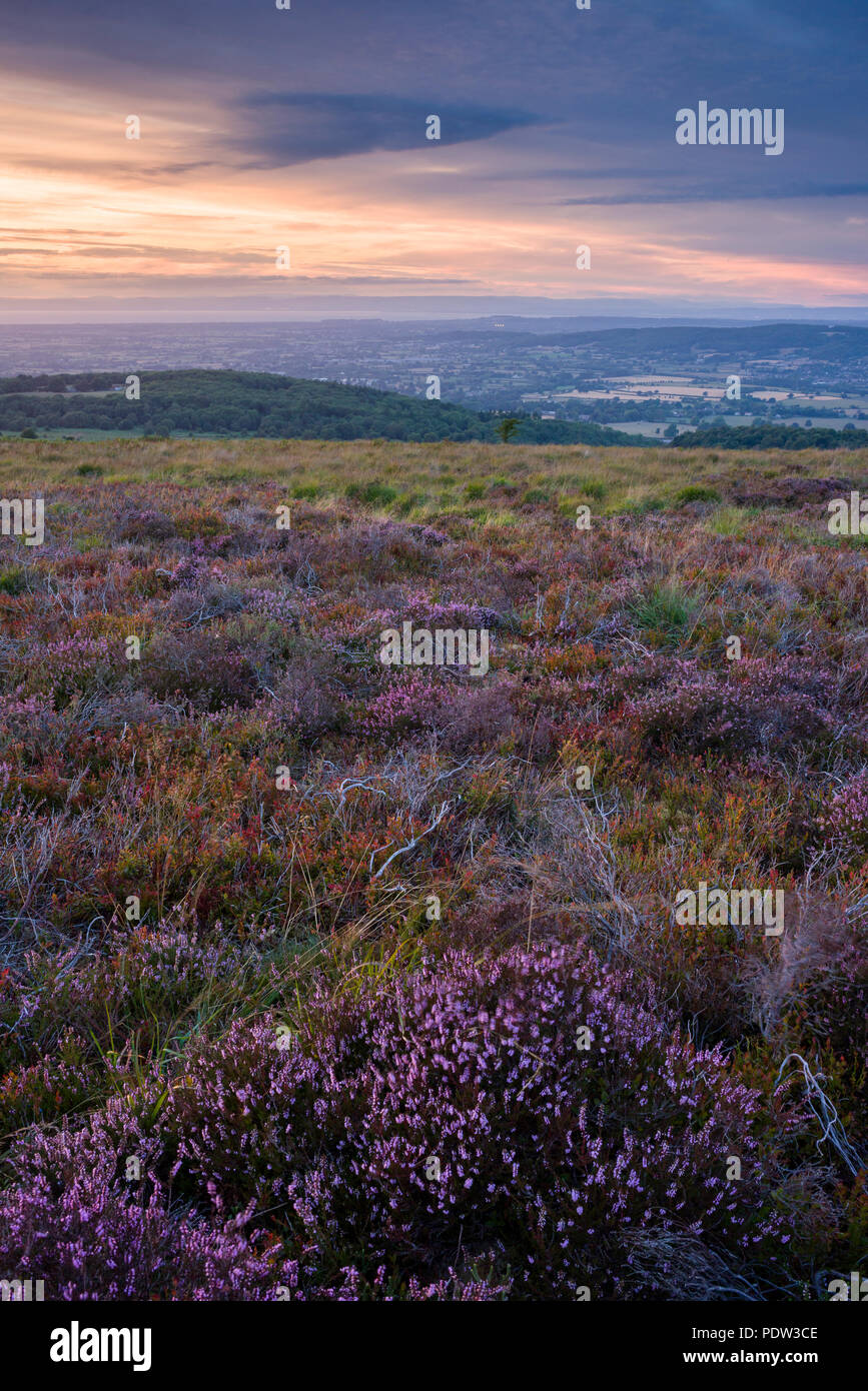 Heather on Black Down nel Mendip Hills National Landscape, Somerset, Inghilterra. Foto Stock