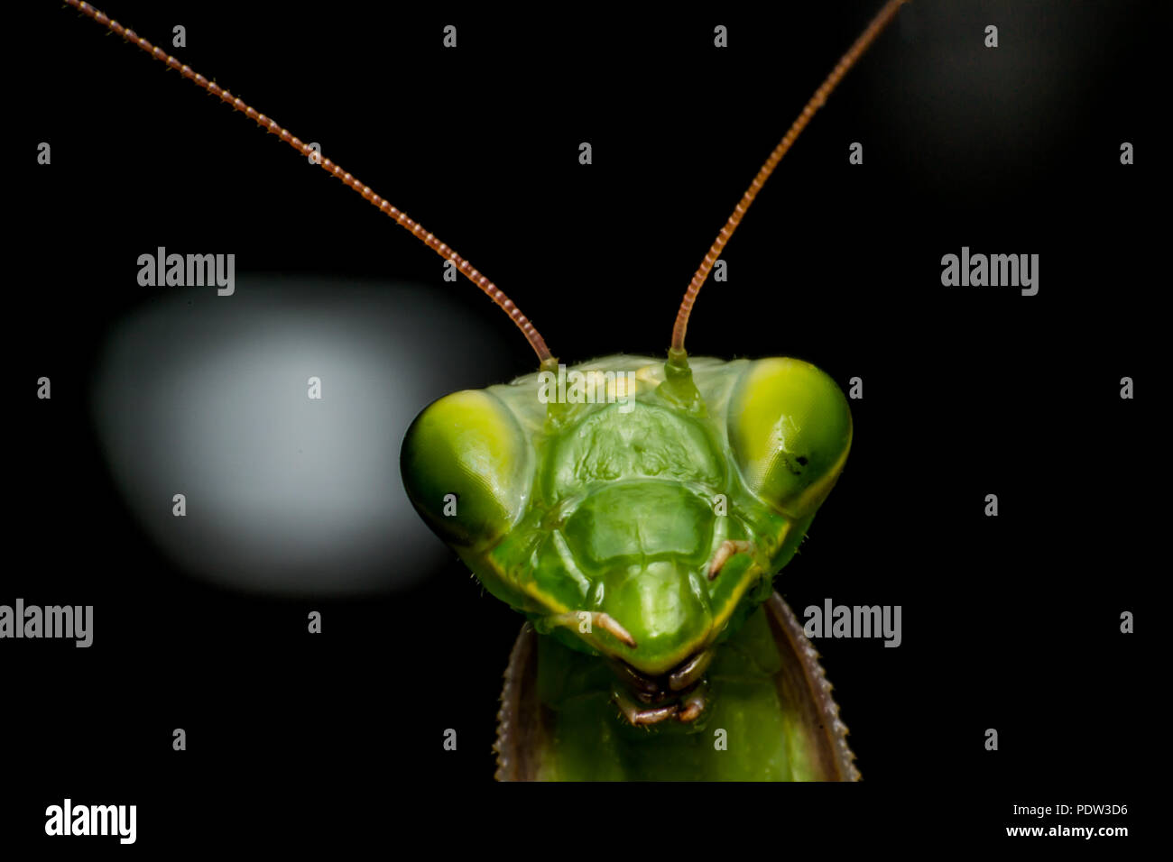 Mantis close-up, macro Foto Stock