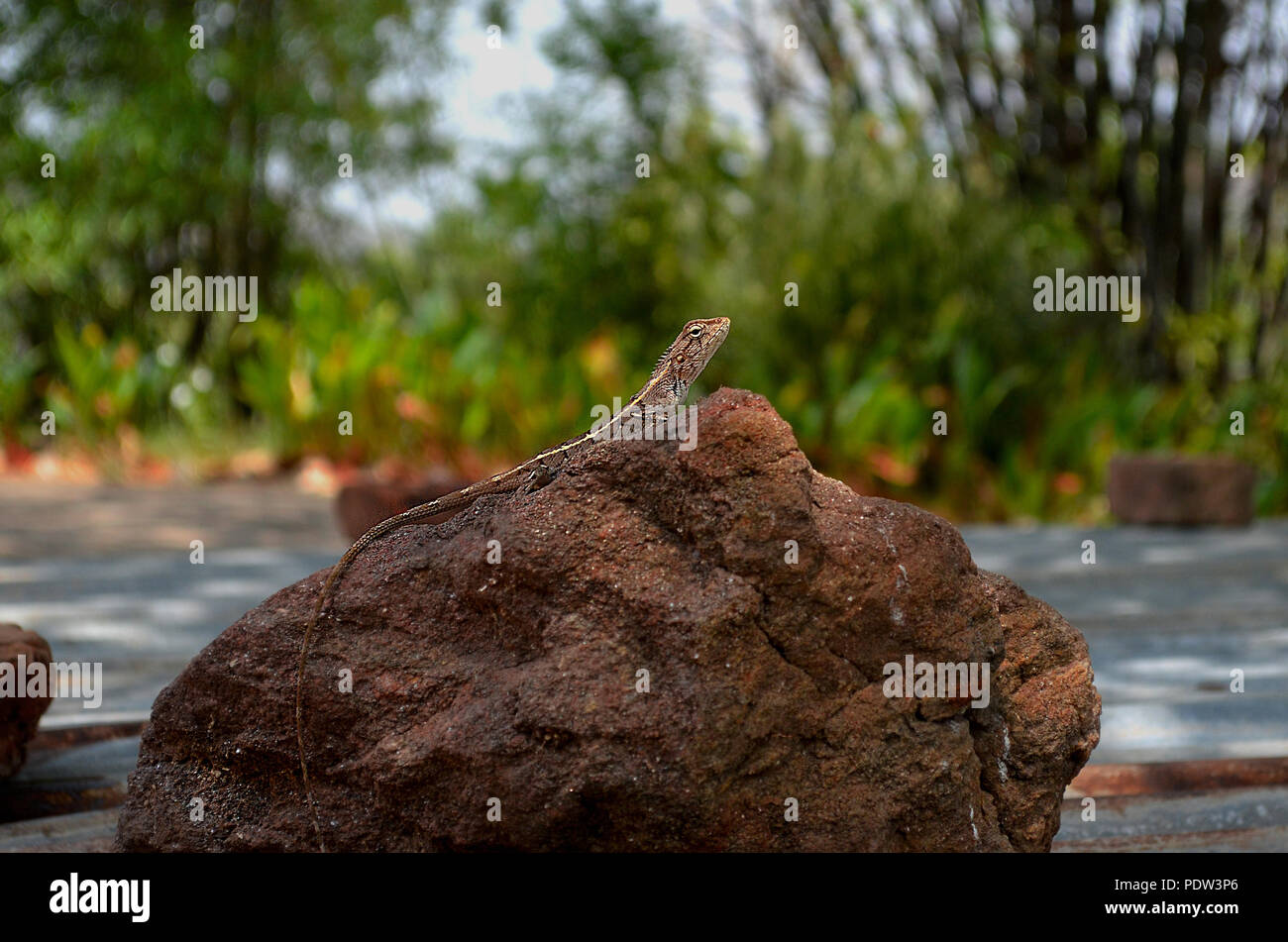 Lizard seduti sul Pride Rock Foto Stock